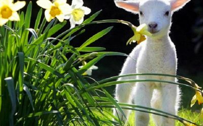 Spring Fling – Celebration for Body and Soul